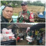 Kodim 0610/Sumedang Perkuat Ketahanan Pangan, Jajaran Koramil Serentak Kawal Serap Gabah Petani