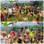 Kapolsek Babakan Madang Polres Bogor Panen Jagung Bersama Petani Jagung Bojong Koneng